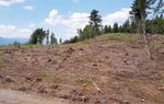 Waldverband-ktn.at Waldverbandaktuell - Infomagazin für aktive Waldbewirtschaftung - Waldverband ...