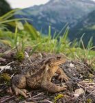 Amphibien und ihre Helfer*innen - Pro Natura Baselland