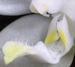 Orchidee Die Journal der Deutschen Orchideen-Gesellschaft zur Förderung der Orchideenkunde
