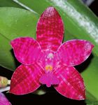 Orchidee Die Journal der Deutschen Orchideen-Gesellschaft zur Förderung der Orchideenkunde