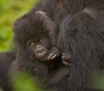 Auf den Spuren von Schimpansen und Berggorillas - Safarireise und Primatentour - Uganda und Ruanda - Go wild ...
