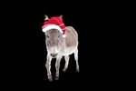 Vorfreude auf Weihnachten - Eine tierische Geschichte aus dem historischen Zons - Rheinischer Anzeiger