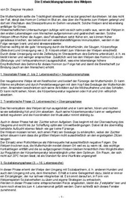 Die Entwicklungsphasen des Welpen