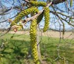 Der Walnussbaum | Juglans regia L - Wald. Deine Natur - Schutzgemeinschaft ...