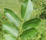 Der Walnussbaum | Juglans regia L - Wald. Deine Natur - Schutzgemeinschaft ...