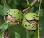 Der Walnussbaum | Juglans regia L - Wald. Deine Natur - Schutzgemeinschaft ...