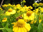 Hablitzia tamnoides - Kaukasischer Rankspinat - Natur- und Erlebnisgarten "Bienenweide"