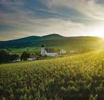 Beim Wein in Niederösterreich - Irina Weingartner