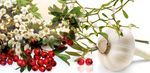Der Partner f&uuml;r meine Gesundheit! - Bew&auml;hrte Vitamine, Mineralstoffe, Arznei- und Nahrungserg&auml;nzungsmittel, Medizinprodukte, Kosmetika - ascopharm ...