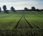 Ackerbaustrategie der deutschen Landwirtschaft - Zentralausschuss der Deutschen Landwirtschaft
