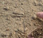 Ackerbaustrategie der deutschen Landwirtschaft - Zentralausschuss der Deutschen Landwirtschaft
