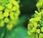 Ackerbaustrategie der deutschen Landwirtschaft - Zentralausschuss der Deutschen Landwirtschaft