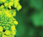 Ackerbaustrategie der deutschen Landwirtschaft - Zentralausschuss der Deutschen Landwirtschaft