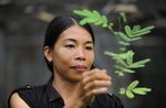 Eine Million Bäume für Borneo - Myclimate