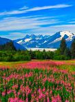 Die Schönheiten Alaskas - mit Crystal Cruises - Genussvolle Erlebnisreise - ACS