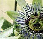 Passionsblume Phytotherapie bei nervöser Unruhe, Stress und Angst - FACHINFORMATION - Apomedica