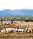 H&ouml;here Einkommen. Mehr Nahrungsmittelsicherheit - AATIF Gesch&auml;ftsbericht 2016 / 2017