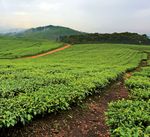 H&ouml;here Einkommen. Mehr Nahrungsmittelsicherheit - AATIF Gesch&auml;ftsbericht 2016 / 2017