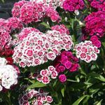 ZIERPFLANZEN Empfehlungssortiment für Freilandschnittblumen im zweijährigen Anbau - Zierpflanzenbau
