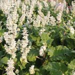 ZIERPFLANZEN Empfehlungssortiment für Freilandschnittblumen im zweijährigen Anbau - Zierpflanzenbau