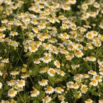 ZIERPFLANZEN Empfehlungssortiment für Freilandschnittblumen im zweijährigen Anbau - Zierpflanzenbau