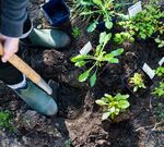 AB IN DEN GARTEN - Fruhlingsspezial BLATTAb Erscheinungsdatum Angebote 7 Tage gültig.