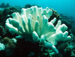 Korallen Was unter der Meeresoberfläche passiert - Korallenriffe sind die Lebensräume mit der höchsten biologischen Vielfalt - und Kinderstube ...