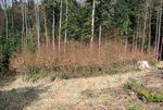 Waldverbandaktuell Infomagazin f&uuml;r aktive Waldbewirtschaftung - Ausgabe 1/2018 waldverband-stmk.at - Waldverband &Ouml;sterreich