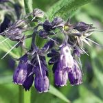 Ziitig uplant - Blüten und Farben für den Sommer - Huplant Pflanzenkulturen AG