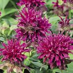 Ziitig uplant - Blüten und Farben für den Sommer - Huplant Pflanzenkulturen AG