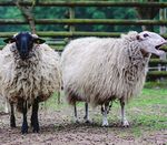 STUDIENF&Uuml;HRER FB VETMED WISE 2019/20 - INFORMATIONEN ZUM STUDIENBEGINN VON STUDIERENDEN F&Uuml;R STUDIERENDE - FREIE ...