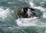 Nach dem Chi fischen - &Uuml;ber Fischen, Energie und Shiatsu Manfred Kickinger