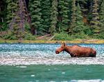 Naturschauspiele in Kanada & Alaska - reisehotline24.com
