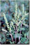 Gesundheitsgefährdung durch Ambrosia artemisiifolia