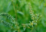 Gesundheitsgefährdung durch Ambrosia artemisiifolia
