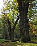 Natur des Jahres I 2020 - Die Robinie - Schutzgemeinschaft Deutscher Wald