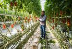 Tomaten und Gurken: Ein unschlagbares Duo, das sich aber nicht immer ganz grün ist ...