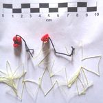 Erinnerung an den japanischen Buri-Meister Yuichi Hatto aus Tokyo und eine traditionelle Methode zum Fangen von Libellen (Odonata)